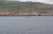 Plaukiotojas alia Gozo salos
