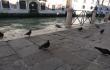 Balandiai ir kiti Venecijoje [iandien prie dvideimt met. Po kuprine, 2019]