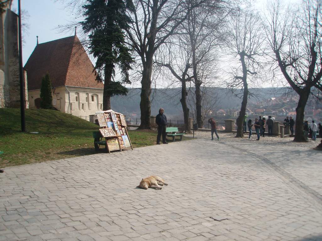 Atsipūtęs šuo Rumunijoje